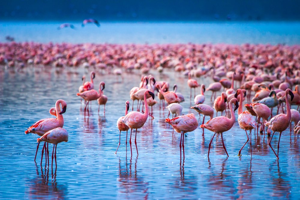 Lake Nakuru