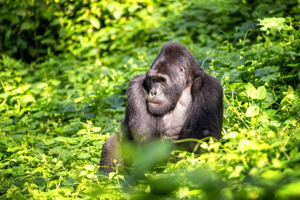 Silverback gorilla in Bwindi