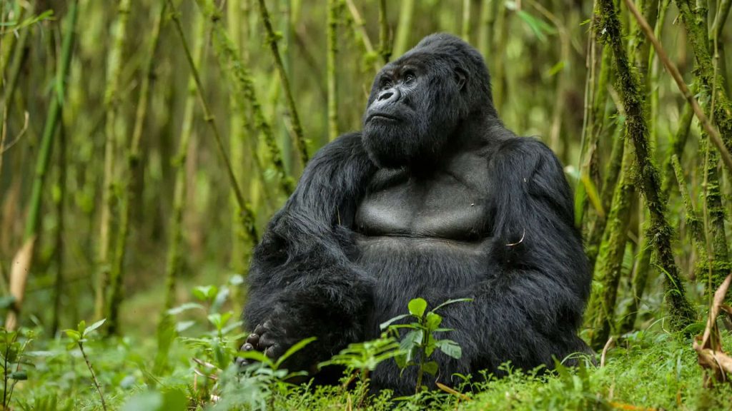 Gorilla of Rwanda
