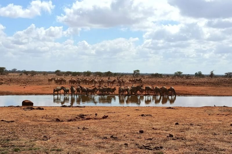 Game drive in Ngutuni Wildlife Conservancy