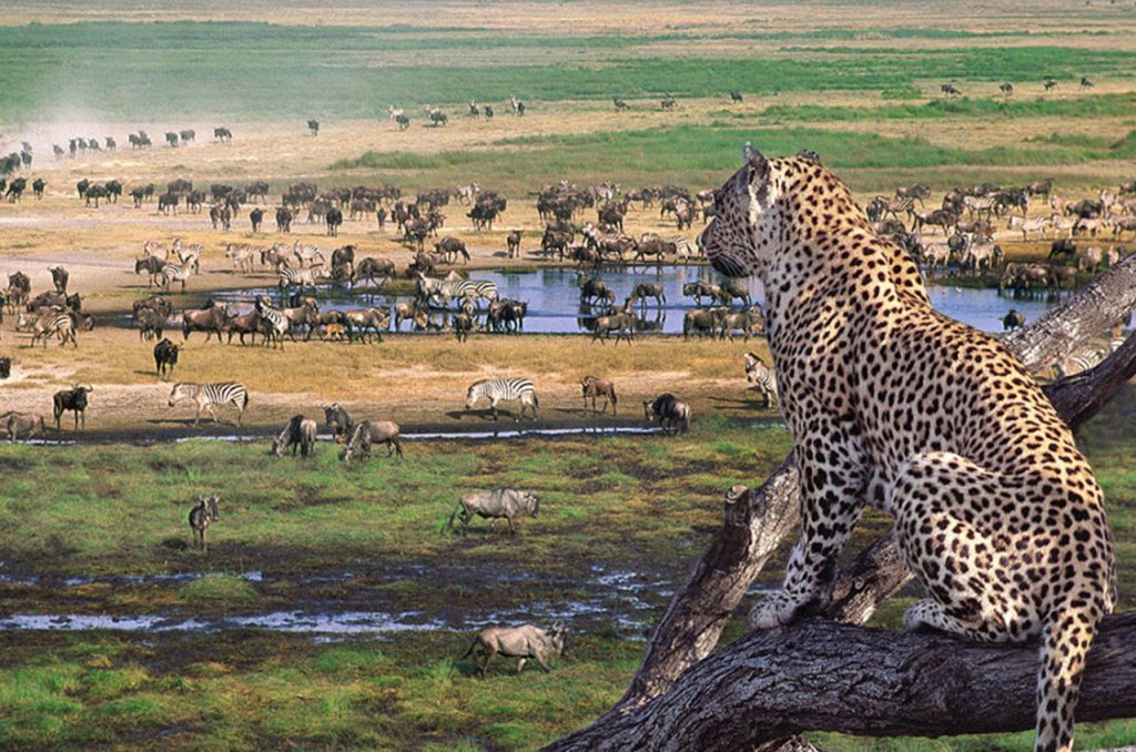 serengeti national park