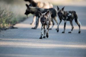 Africa wild dogs