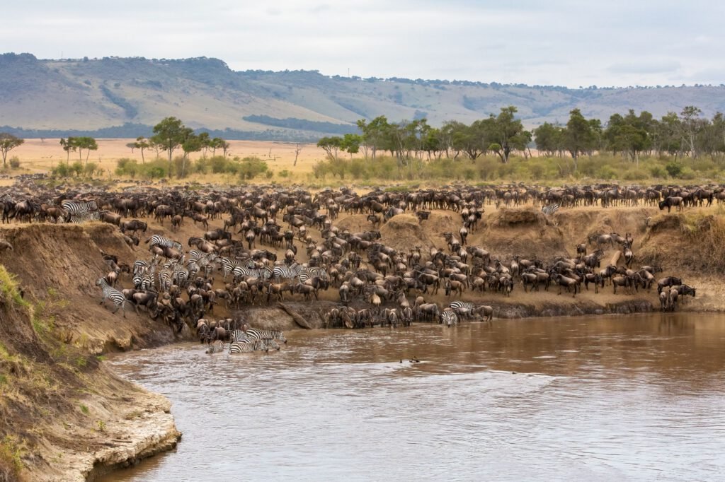 Great Migration