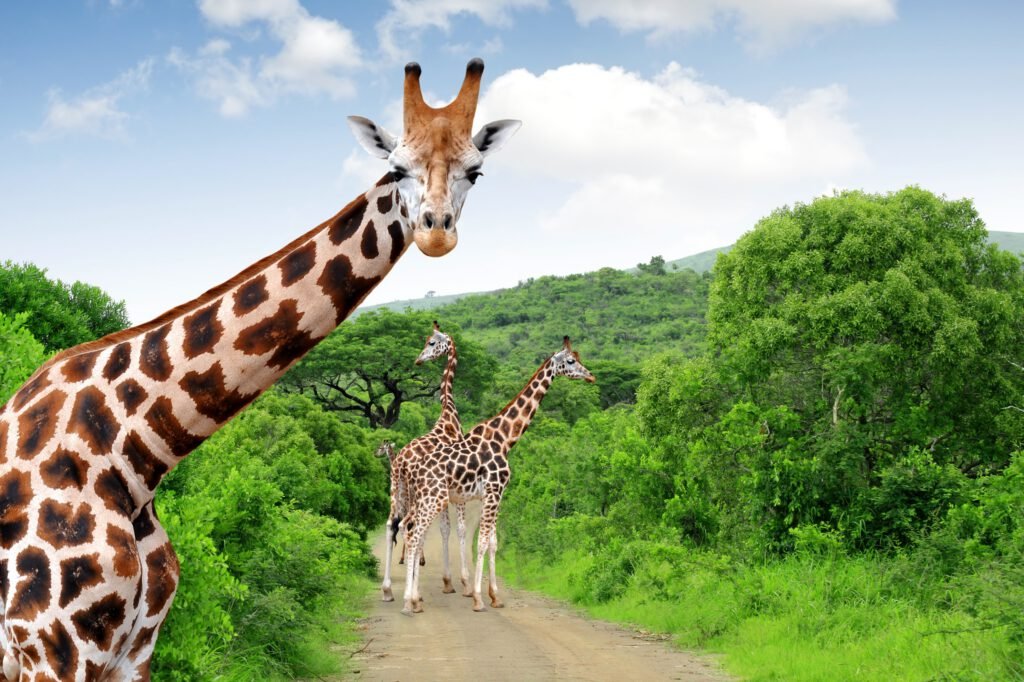 Highlights of Kenya