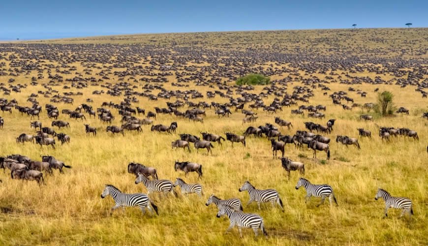 Wildebeest Migration